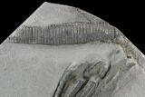 Crinoid (Histocrinus) Fossil - Crawfordsville, Indiana #94805-2